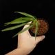 Codonoboea dentata ��[ ���ɥΥܥ������ǥ󥿡��� ]���� PN250609-21 ��