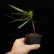 Codonoboea dentata ��[ ���ɥΥܥ������ǥ󥿡��� ]���� PN250609-21 ��