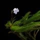 Codonoboea dentata ��[ ���ɥΥܥ������ǥ󥿡��� ]���� PN250609-21 ��