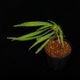 Codonoboea dentata ��[ ���ɥΥܥ������ǥ󥿡��� ]���� PN250609-21 ��