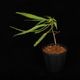 Codonoboea dentata ��[ ���ɥΥܥ������ǥ󥿡��� ]���� PN250609-21 ��