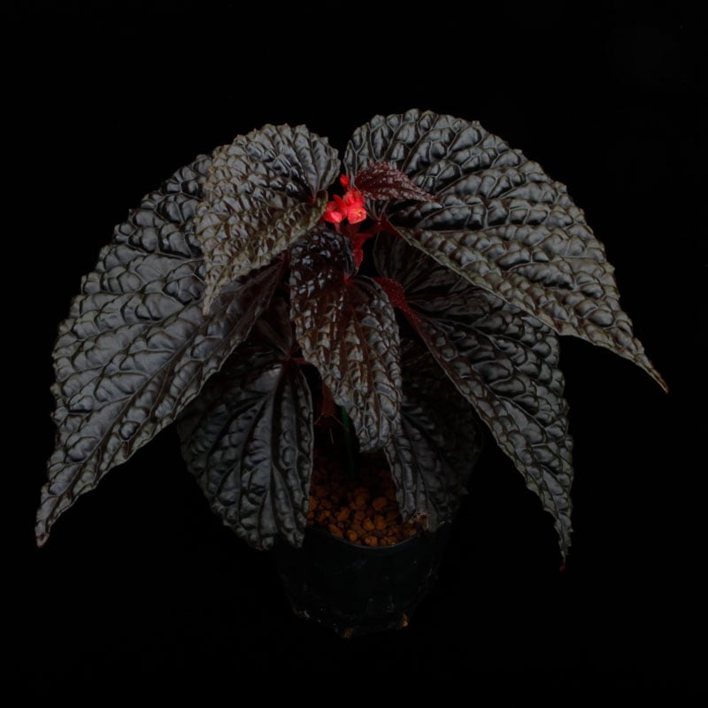Begonia daunhitam [ �٥��˥���������ҥ��� ]���� 2020ǯ�˵��ܤ��줿�Ф���ο���٥��˥� ��1�ݥå�