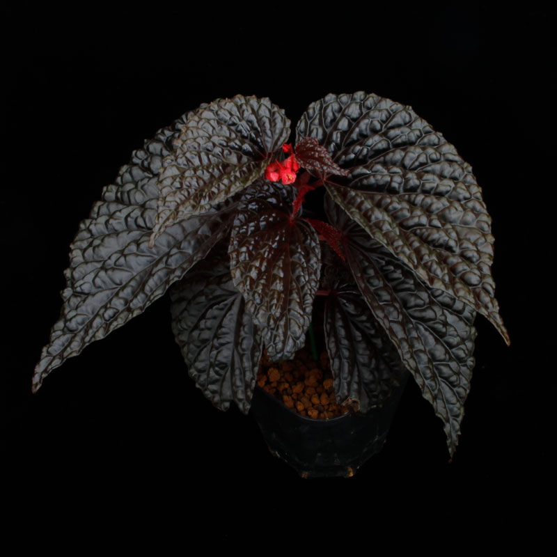 Begonia daunhitam [ �٥��˥���������ҥ��� ]���� 2020ǯ�˵��ܤ��줿�Ф���ο���٥��˥� ��1�ݥå�