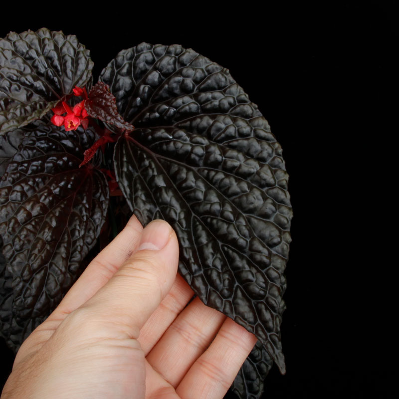 Begonia daunhitam [ �٥��˥���������ҥ��� ]���� 2020ǯ�˵��ܤ��줿�Ф���ο���٥��˥� ��1�ݥå�