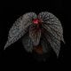 Begonia daunhitam [ �٥��˥���������ҥ��� ]���� 2020ǯ�˵��ܤ��줿�Ф���ο���٥��˥� ��1�ݥå�