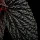 Begonia daunhitam [ �٥��˥���������ҥ��� ]���� 2020ǯ�˵��ܤ��줿�Ф���ο���٥��˥� ��1�ݥå�
