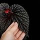 Begonia daunhitam [ �٥��˥���������ҥ��� ]���� 2020ǯ�˵��ܤ��줿�Ф���ο���٥��˥� ��1�ݥå�