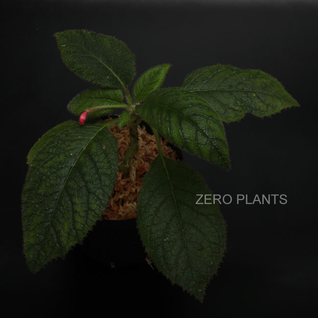 Diastema scabrum aff.��[ �ǥ������ƥޡ������֥�� aff. ]���� PN180312-15 ��