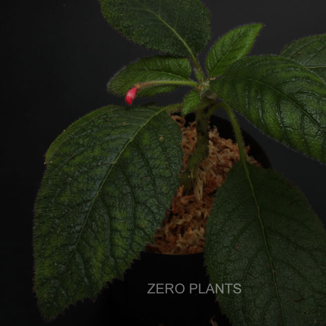 Diastema scabrum aff.��[ �ǥ������ƥޡ������֥�� aff. ]���� PN180312-15 ��