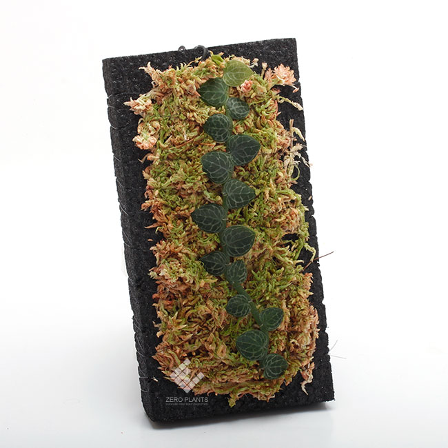 Rhaphidophora cryptantha��[ ��ե��ɥե��顦����ץ��� ]���� PN190403-21 ��