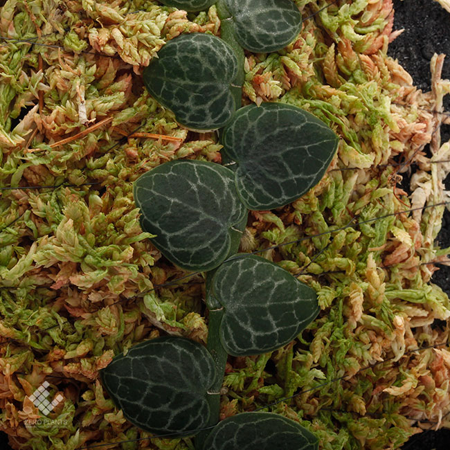 Rhaphidophora cryptantha��[ ��ե��ɥե��顦����ץ��� ]���� PN190403-21 ��