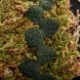 Rhaphidophora cryptantha��[ ��ե��ɥե��顦����ץ��� ]���� PN190403-21 ��