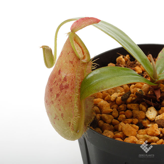 Nepenthes ampullaria " LIME TWIST "[ ͥڥƥץꥢ "饤ĥ" ] Borneo Exotics / BE-3390 ۡ PN181130-19 