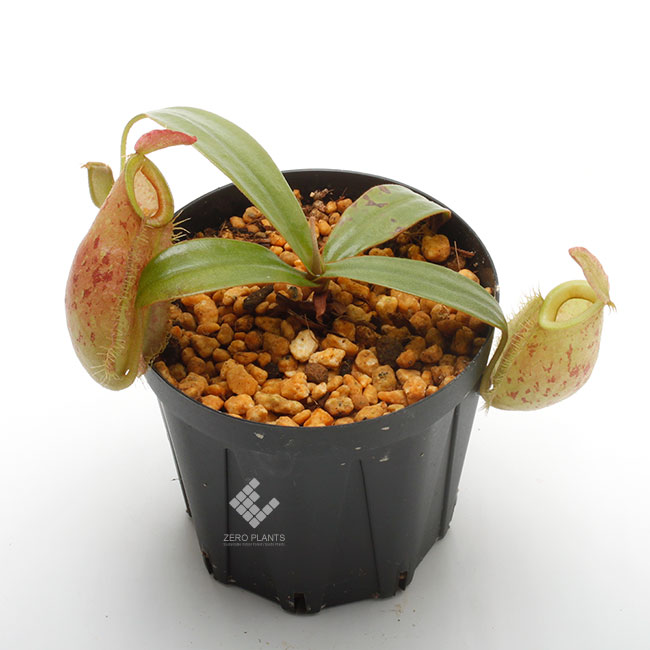 Nepenthes ampullaria " LIME TWIST "[ ͥڥƥץꥢ "饤ĥ" ] Borneo Exotics / BE-3390 ۡ PN181130-19 