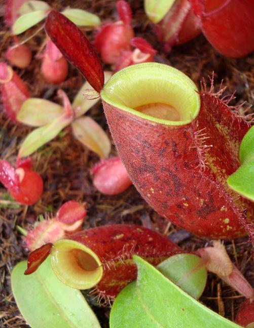 Nepenthes ampullaria " LIME TWIST "[ ͥڥƥץꥢ "饤ĥ" ] Borneo Exotics / BE-3390 ۡ PN181130-19 