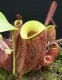 Nepenthes ampullaria " LIME TWIST "[ ͥڥƥץꥢ "饤ĥ" ] Borneo Exotics / BE-3390 ۡ PN181130-19 