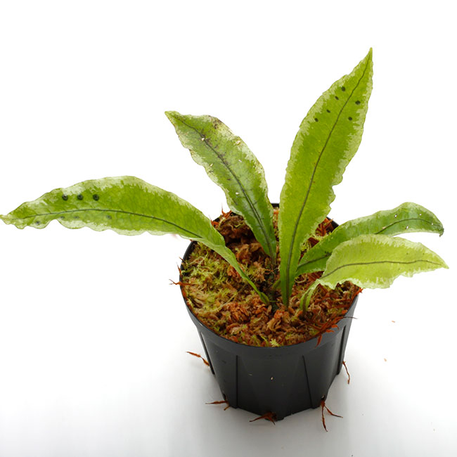 Microsorum sp. [ ミクロソラム sp. ボルネオ島 ] 【 PN201007-10