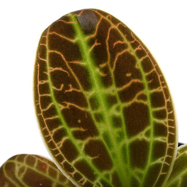 Macodes sanderiana 