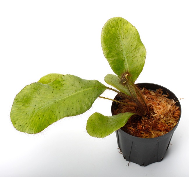 Elaphoglossum crinitum [ エラフォグロッサム・クリニツム