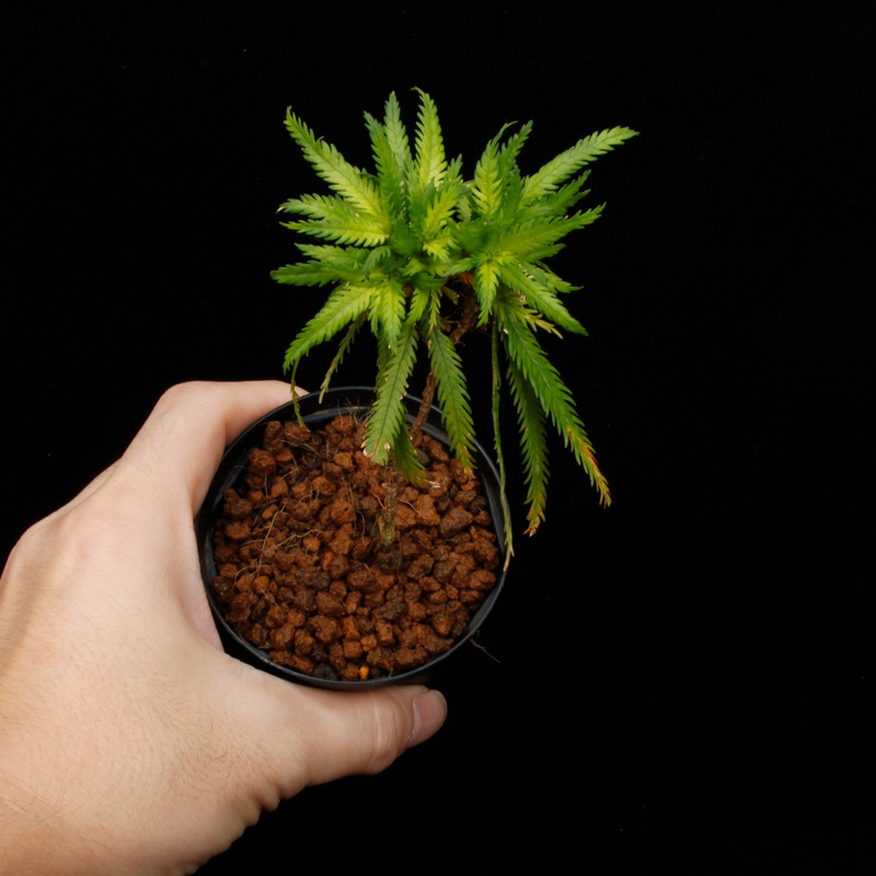 Codonoboea dentata ��[ ���ɥΥܥ������ǥ󥿡��� ]���� PN251020-05 ��