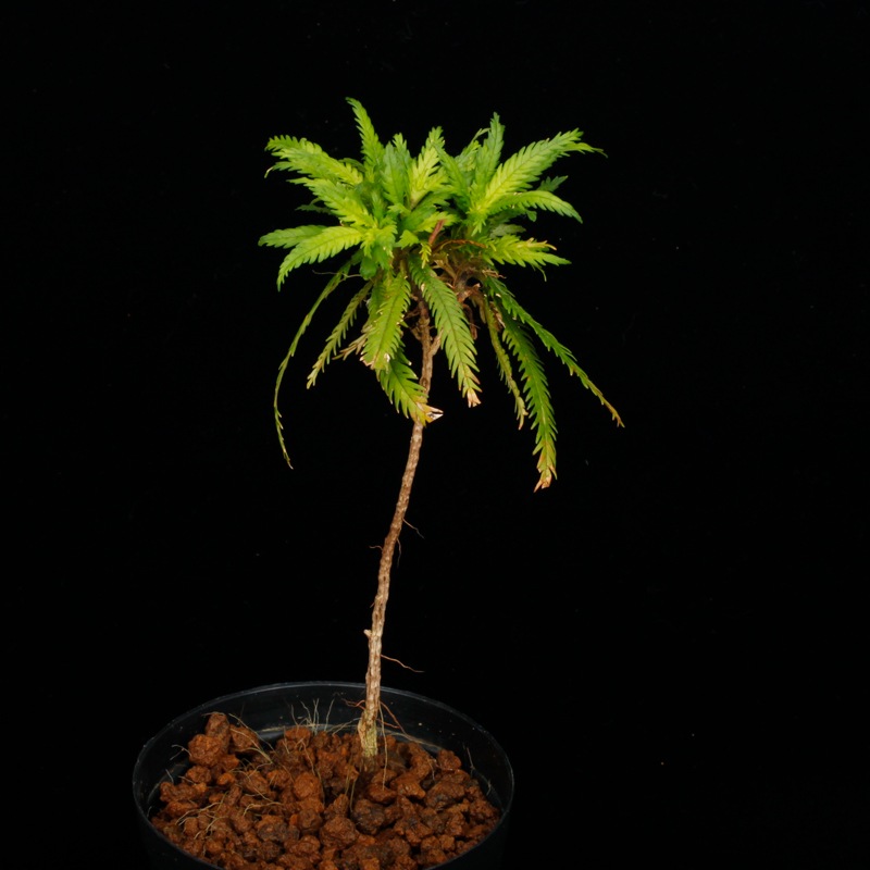 Codonoboea dentata ��[ ���ɥΥܥ������ǥ󥿡��� ]���� PN251020-05 ��