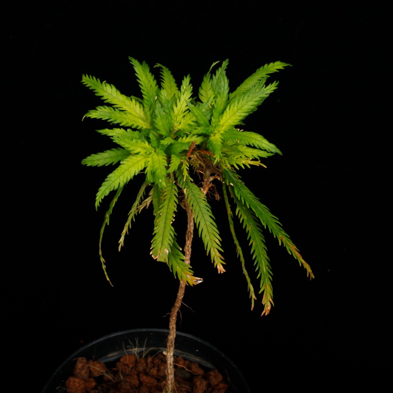 Codonoboea dentata ��[ ���ɥΥܥ������ǥ󥿡��� ]���� PN251020-05 ��