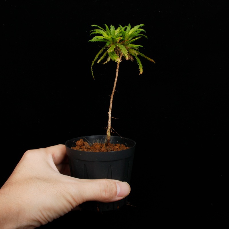 Codonoboea dentata ��[ ���ɥΥܥ������ǥ󥿡��� ]���� PN251020-05 ��