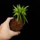 Codonoboea dentata ��[ ���ɥΥܥ������ǥ󥿡��� ]���� PN251020-05 ��