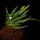 Codonoboea dentata ��[ ���ɥΥܥ������ǥ󥿡��� ]���� PN251020-05 ��