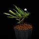 Codonoboea dentata ��[ ���ɥΥܥ������ǥ󥿡��� ]���� PN251020-05 ��