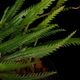 Codonoboea dentata ��[ ���ɥΥܥ������ǥ󥿡��� ]���� PN251020-05 ��