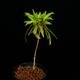 Codonoboea dentata ��[ ���ɥΥܥ������ǥ󥿡��� ]���� PN251020-05 ��
