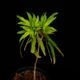 Codonoboea dentata ��[ ���ɥΥܥ������ǥ󥿡��� ]���� PN251020-05 ��