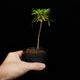 Codonoboea dentata ��[ ���ɥΥܥ������ǥ󥿡��� ]���� PN251020-05 ��