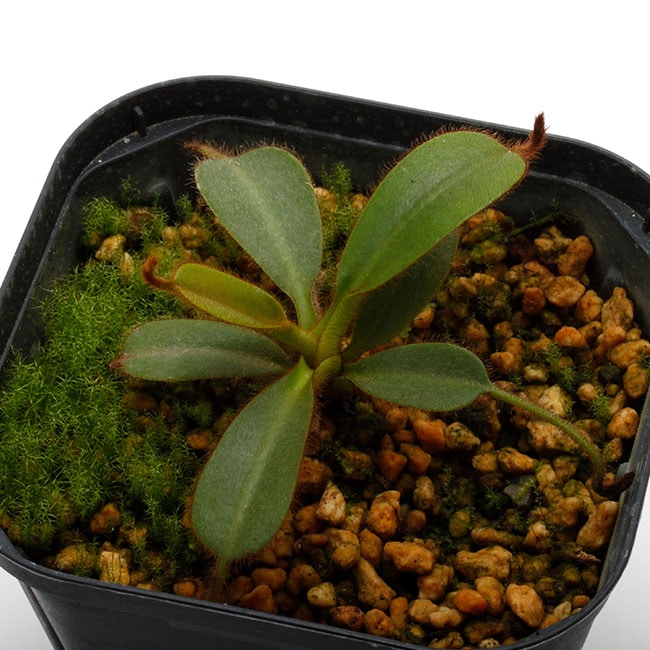 Nepenthes mollis (N. hurrelliana) [ ネペンテス・モリス ] 【 Borneo