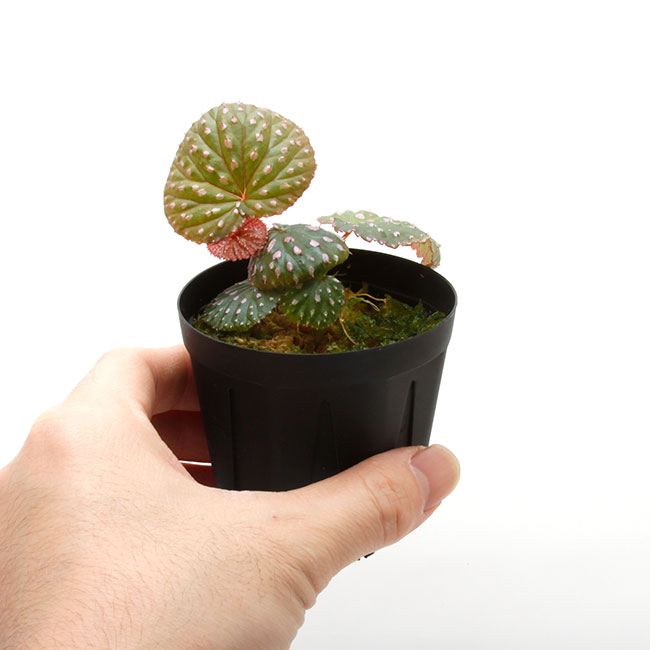 Begonia ocellata [ ٥˥顼 ] PN220202-01 ۡ ħŪʴդ˥ԥ󥯥ݥåȤȻɤǤ 
