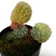 Begonia ocellata [ ٥˥顼 ] PN220202-01 ۡ ħŪʴդ˥ԥ󥯥ݥåȤȻɤǤ 