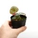 Begonia ocellata [ ٥˥顼 ] PN220202-01 ۡ ħŪʴդ˥ԥ󥯥ݥåȤȻɤǤ 