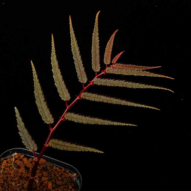 Begonia pteridiformis [ �٥��˥����ץƥ�ǥ��ե���ߥ� ]��1�ݥå�