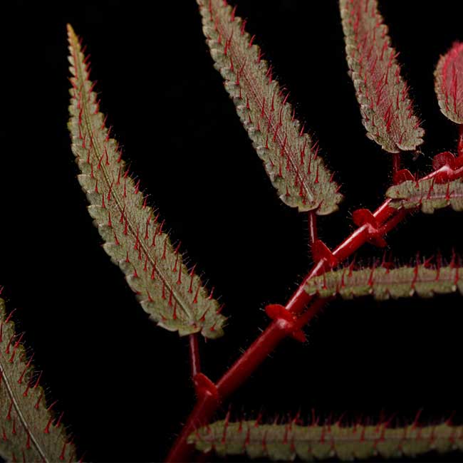 Begonia pteridiformis [ �٥��˥����ץƥ�ǥ��ե���ߥ� ]��1�ݥå�