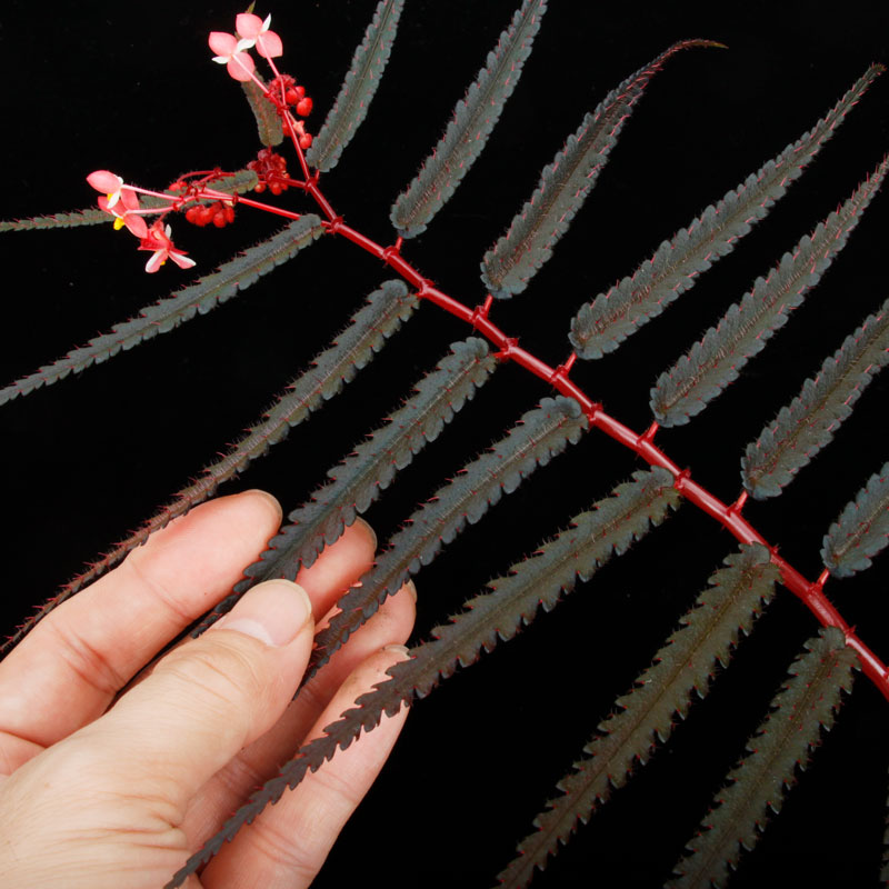 Begonia pteridiformis [ �٥��˥����ץƥ�ǥ��ե���ߥ� ]��1�ݥå�