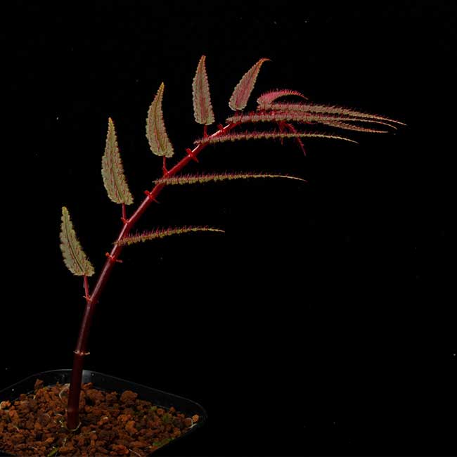 Begonia pteridiformis [ �٥��˥����ץƥ�ǥ��ե���ߥ� ]��1�ݥå�