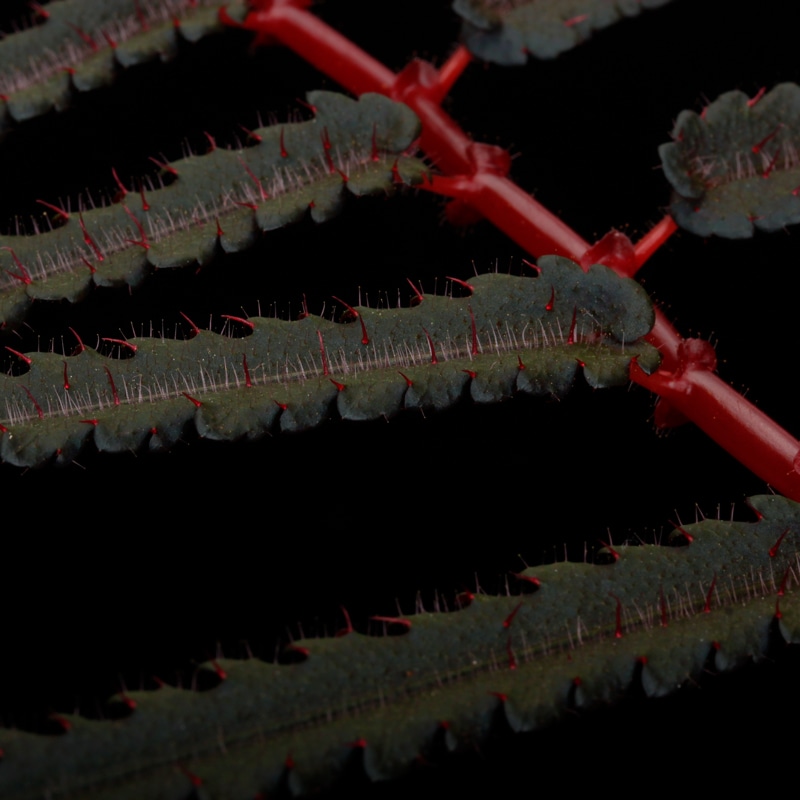 Begonia pteridiformis [ �٥��˥����ץƥ�ǥ��ե���ߥ� ]��1�ݥå�