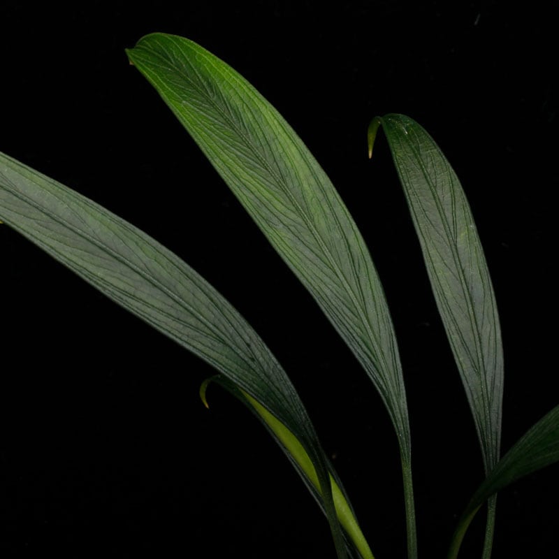 Josefia intricata��[ ���祻�ե���������ȥꥫ���� ]���� PN260501-09 �ۡ� 2023ǯ�˵��ܤ��줿��°����η�ή�ϥ��ȥ��� ��