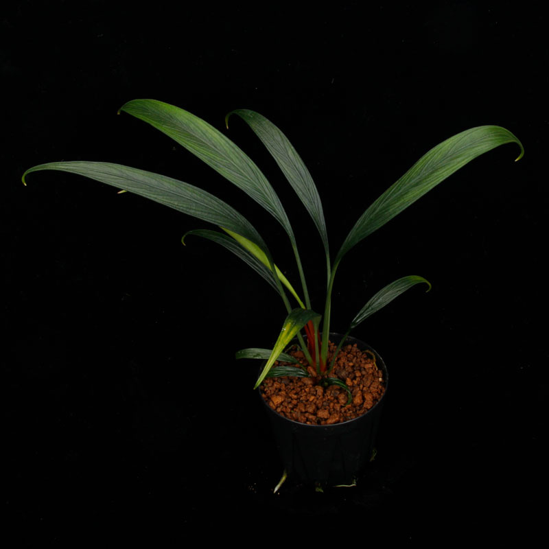 Josefia intricata��[ ���祻�ե���������ȥꥫ���� ]���� PN260501-09 �ۡ� 2023ǯ�˵��ܤ��줿��°����η�ή�ϥ��ȥ��� ��