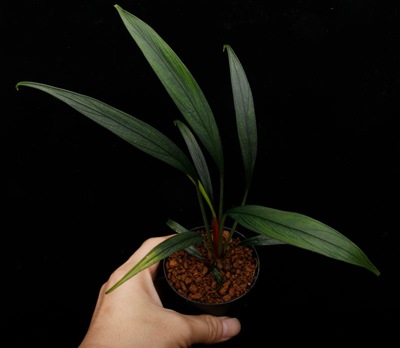 Josefia intricata��[ ���祻�ե���������ȥꥫ���� ]���� PN260501-09 �ۡ� 2023ǯ�˵��ܤ��줿��°����η�ή�ϥ��ȥ��� ��