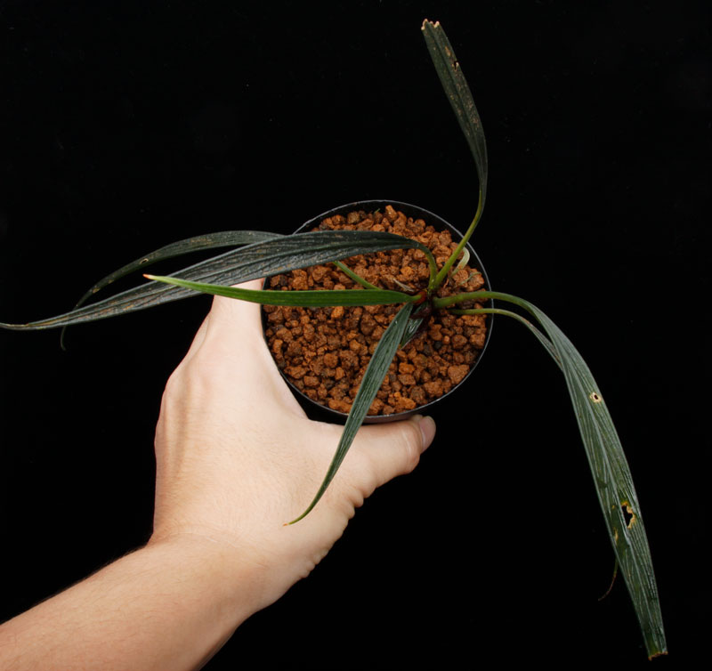 Josefia intricata��[ ���祻�ե���������ȥꥫ���� ]���� PN251110-06 �ۡ� 2023ǯ�˵��ܤ��줿��°����η�ή�ϥ��ȥ��� ��