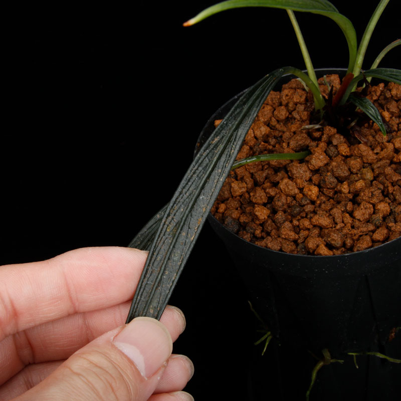 Josefia intricata��[ ���祻�ե���������ȥꥫ���� ]���� PN251110-06 �ۡ� 2023ǯ�˵��ܤ��줿��°����η�ή�ϥ��ȥ��� ��