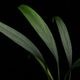 Josefia intricata��[ ���祻�ե���������ȥꥫ���� ]���� PN260501-09 �ۡ� 2023ǯ�˵��ܤ��줿��°����η�ή�ϥ��ȥ��� ��
