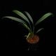 Josefia intricata��[ ���祻�ե���������ȥꥫ���� ]���� PN260501-09 �ۡ� 2023ǯ�˵��ܤ��줿��°����η�ή�ϥ��ȥ��� ��